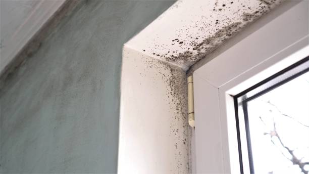 Best Air Quality Testing for Mold Spores  in Ottumwa, IA