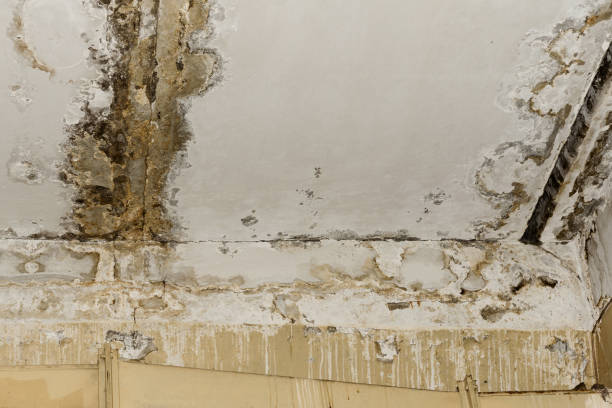 Best Mold Remediation for Healthcare Facilities  in Ottumwa, IA