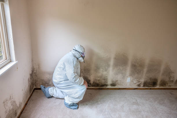 Best Mold Damage Restoration  in Ottumwa, IA