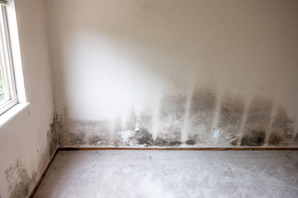 Best Mold Prevention Services  in Ottumwa, IA